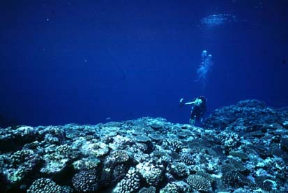 サンゴ礁保全 保護 リーフチェック/石垣島米原