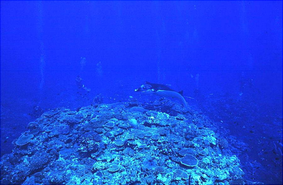サンゴ礁保全 保護 リーフチェック/マンタウォッチング1