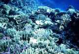 サンゴ礁保全 保護 リーフチェック/ウスコモンサンゴ