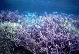 サンゴ礁保全 保護 リーフチェック/枝状ミドリイシ