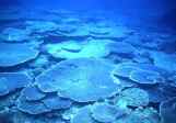 サンゴ礁保全 保護 リーフチェック/卓状ミドリイシ