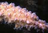 サンゴ礁保全 保護 リーフチェック/産卵直前の枝状ミドリイシ