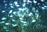 サンゴ礁保全 保護 リーフチェック/産卵するデバスズメ